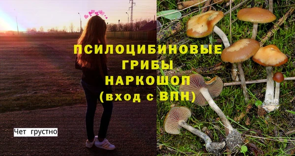 индика Елизово