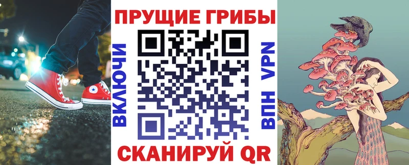Купить где  Кудрово  Галлюциногенные грибы Cubensis 